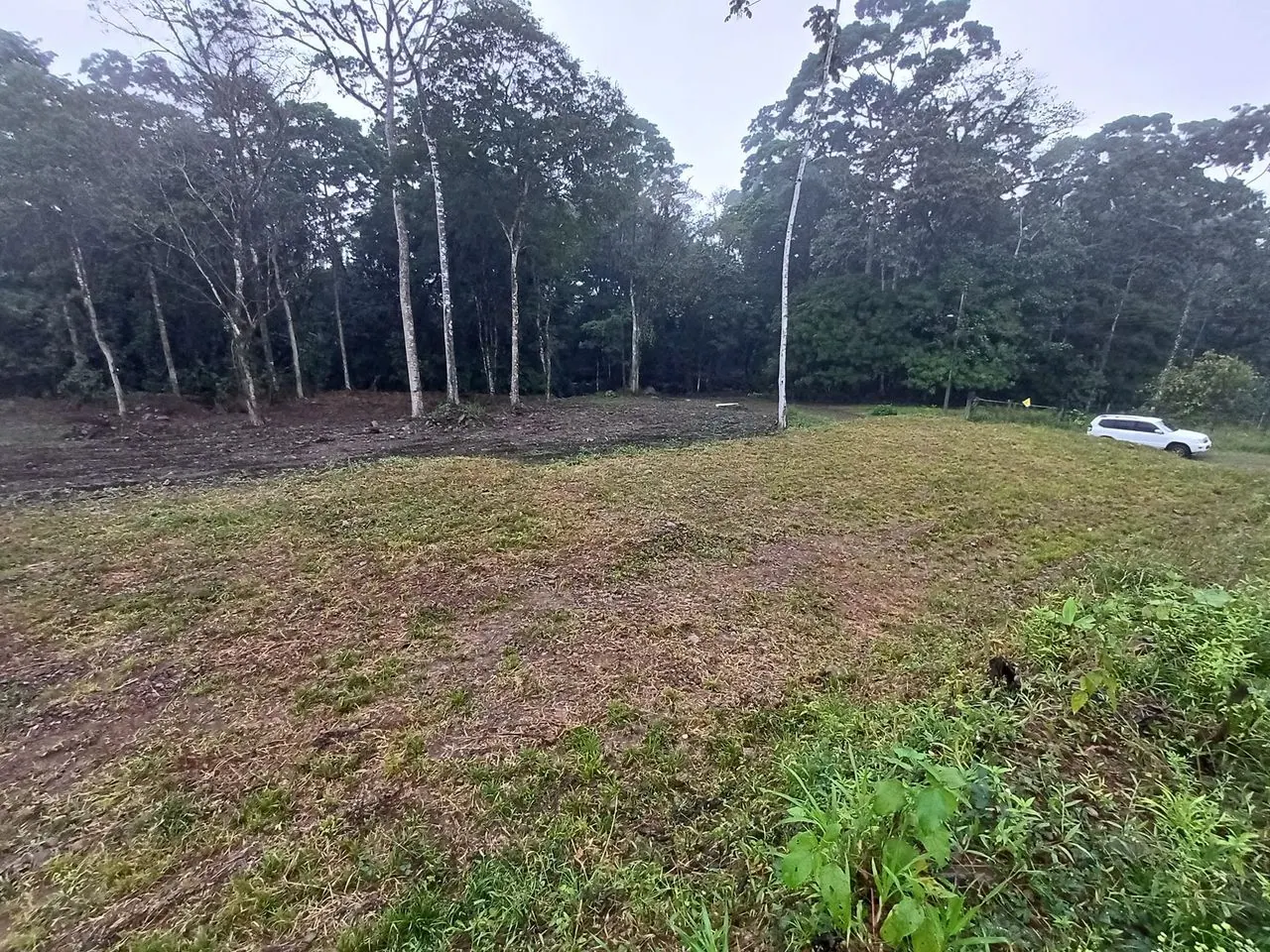 Lote plano rodeado de árboles altos