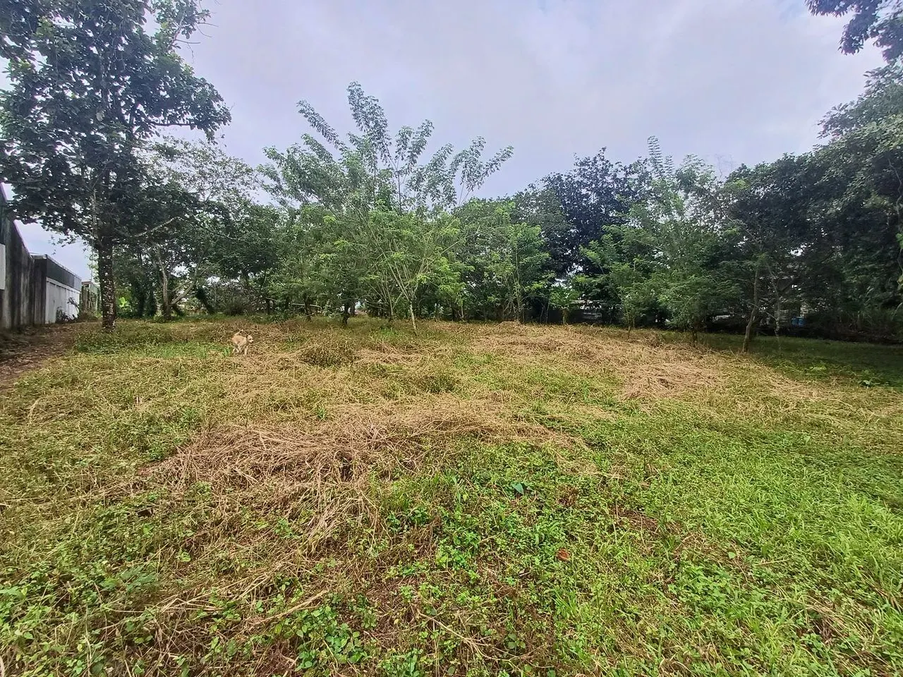 Lote amplio con zacate y árboles al fondo