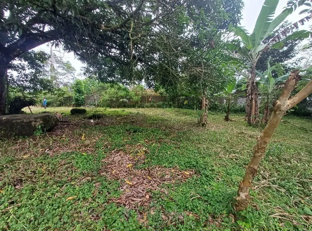 Árboles de banano y zacate dentro del lote