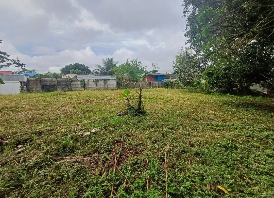 Lote con un árbol joven y casas vecinas al fondo