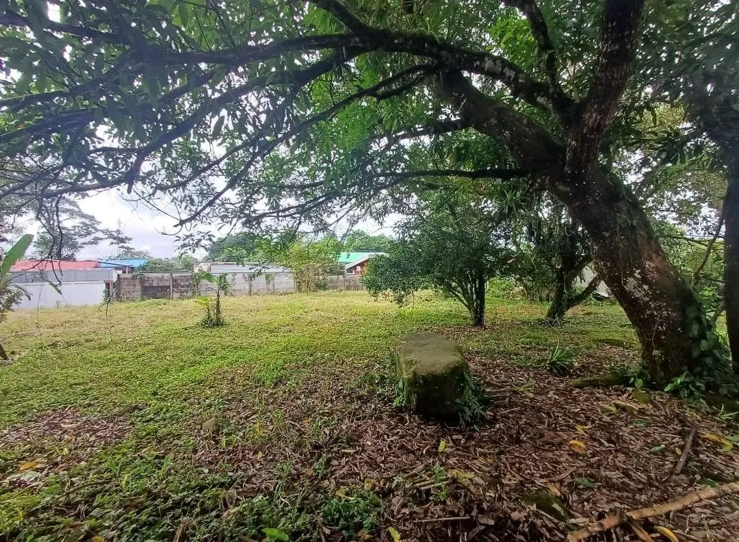 Árbol grande en una esquina del lote
