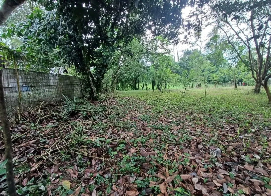 Lote con árboles y hojas secas sobre el zacate