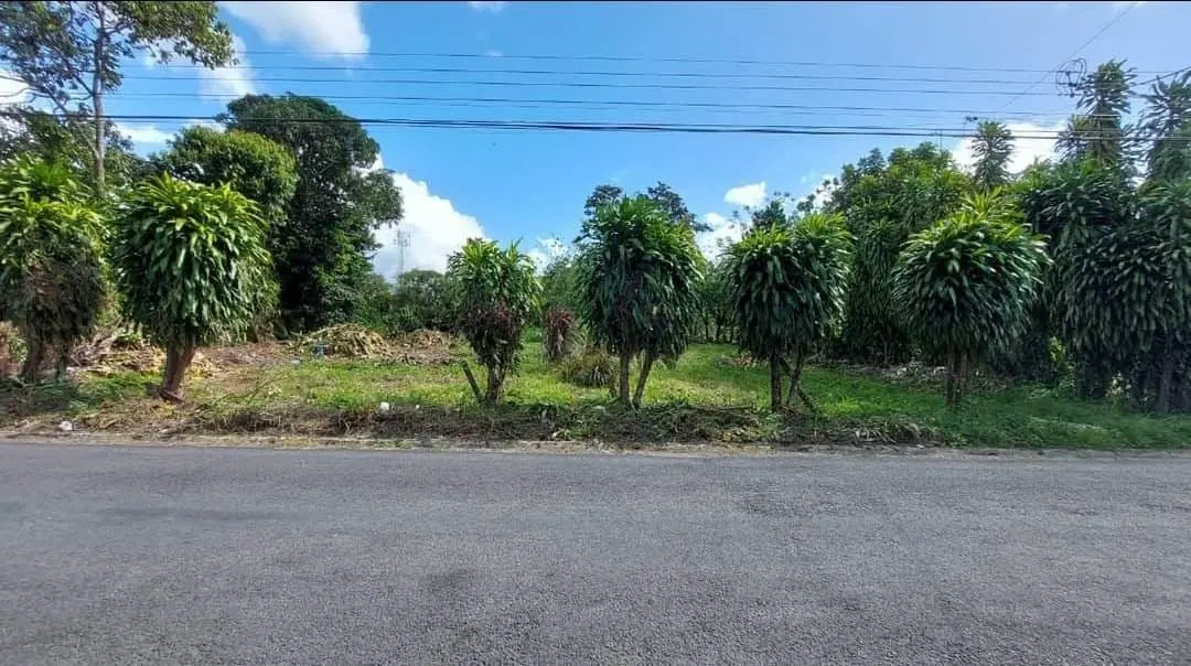 Lote con palmeras frente a calle asfaltada