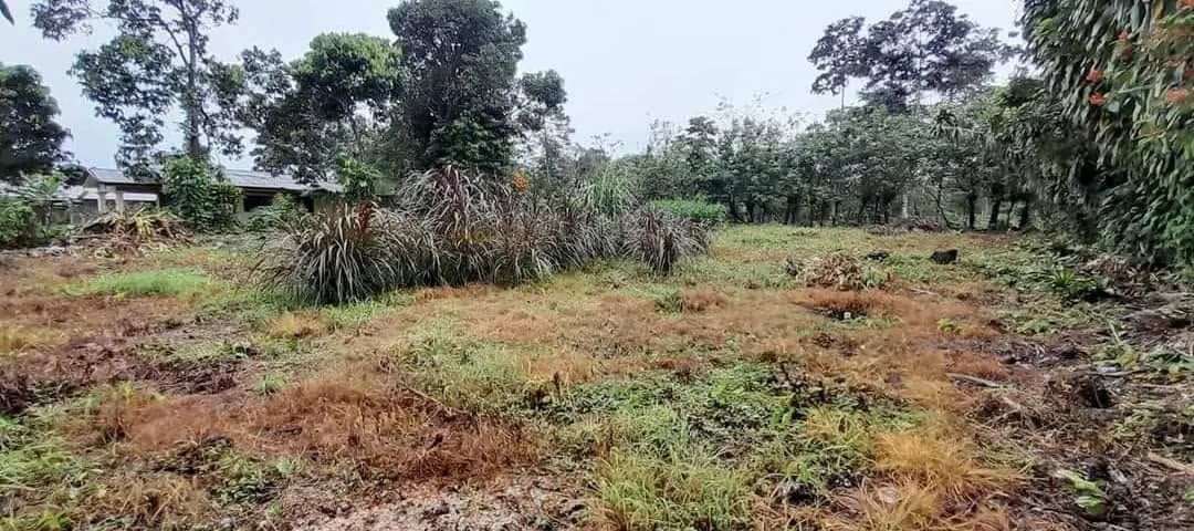 Terreno con vegetación baja y árboles al fondo